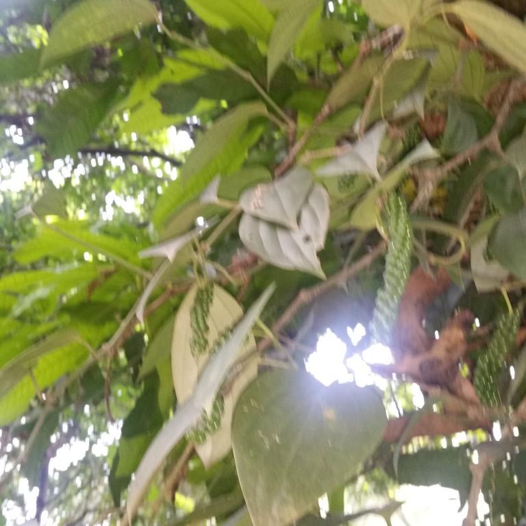Jungle Village Homestay Pinnawala  Buitenkant foto